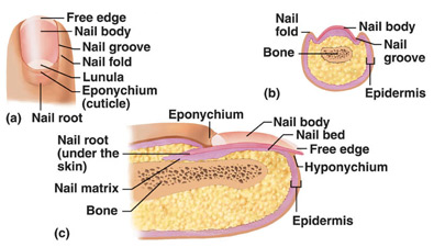 Integumentary System Parts And Pictures