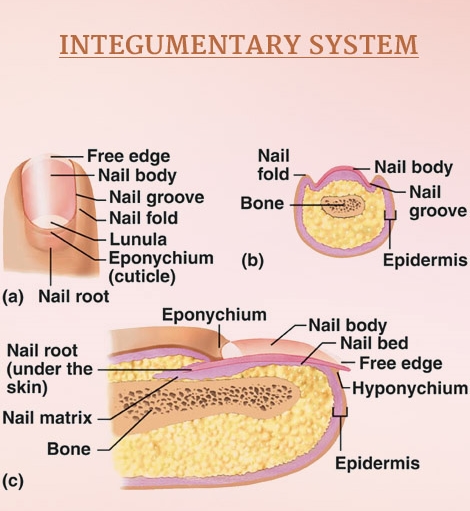 Integumentary System of Human Body - Definition and Information